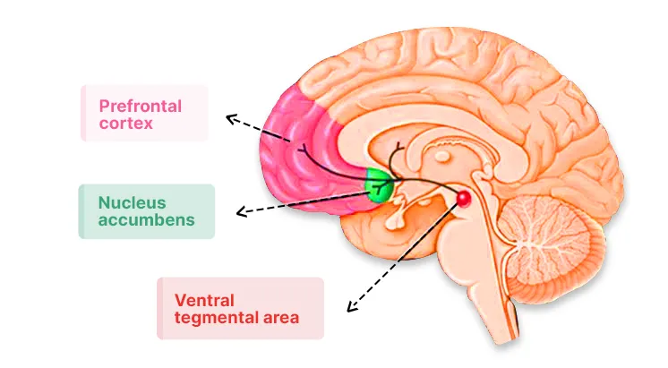The Science Behind Porn Addiction