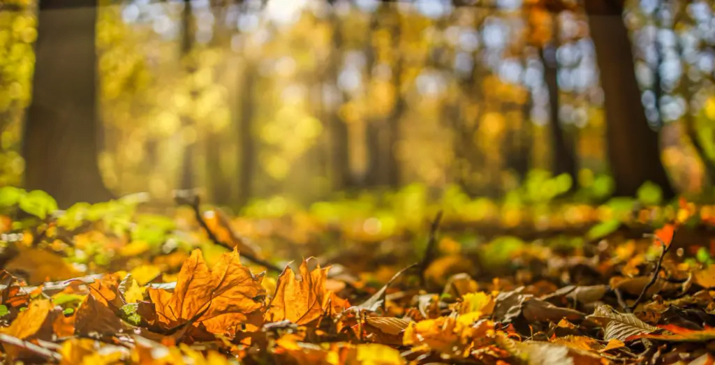 Sleep and Brain Fog Connection